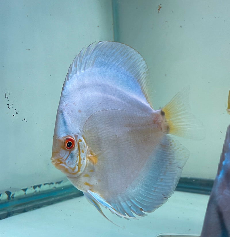 cobalt blue discus fish