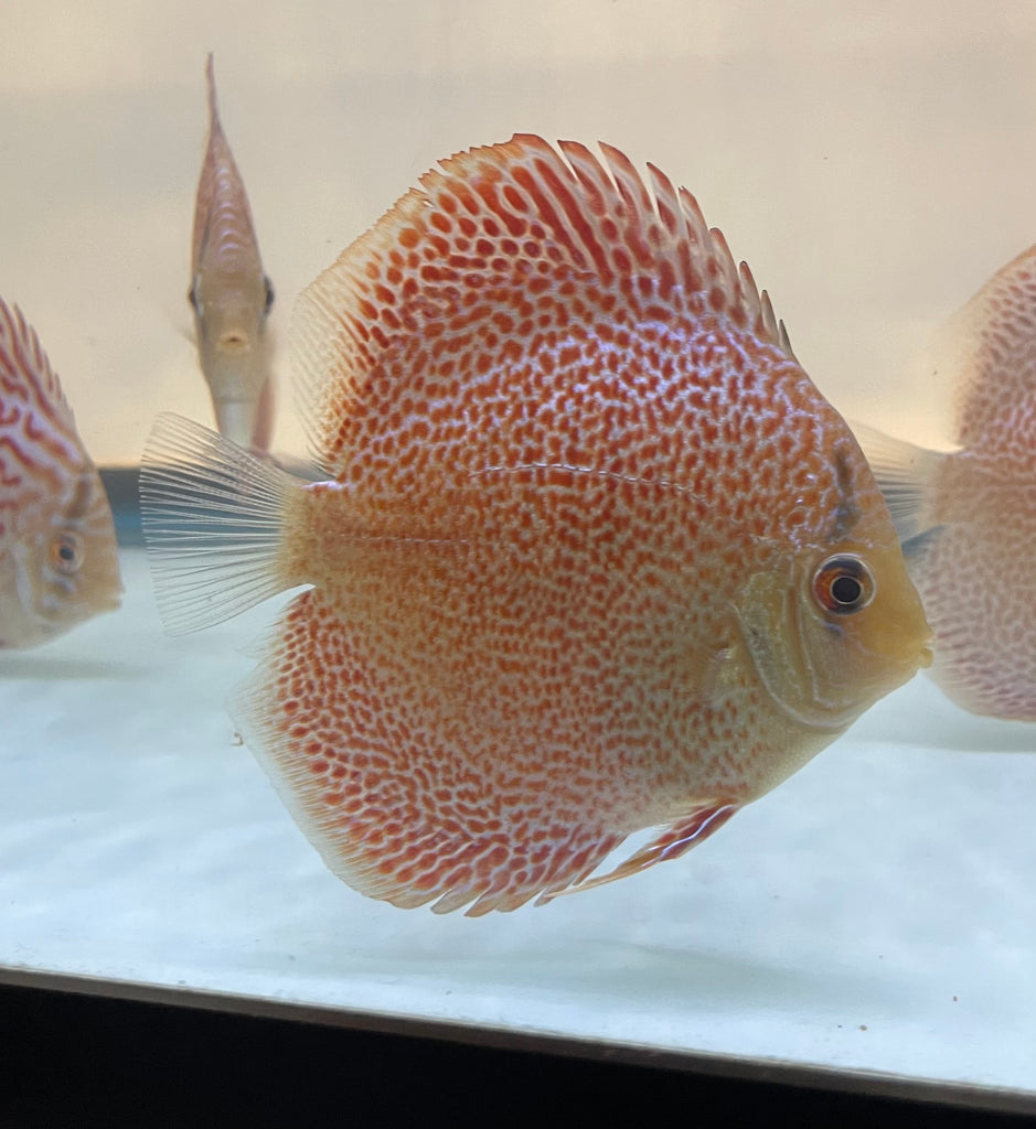 Spider Eruption Discus