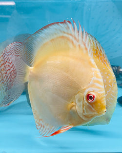 Albino Crystal Discus