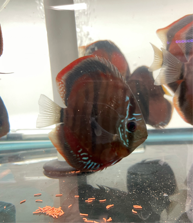 Red Ica Heckel Discus