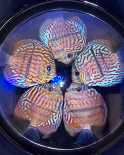 Royal Heckel Cross Discus