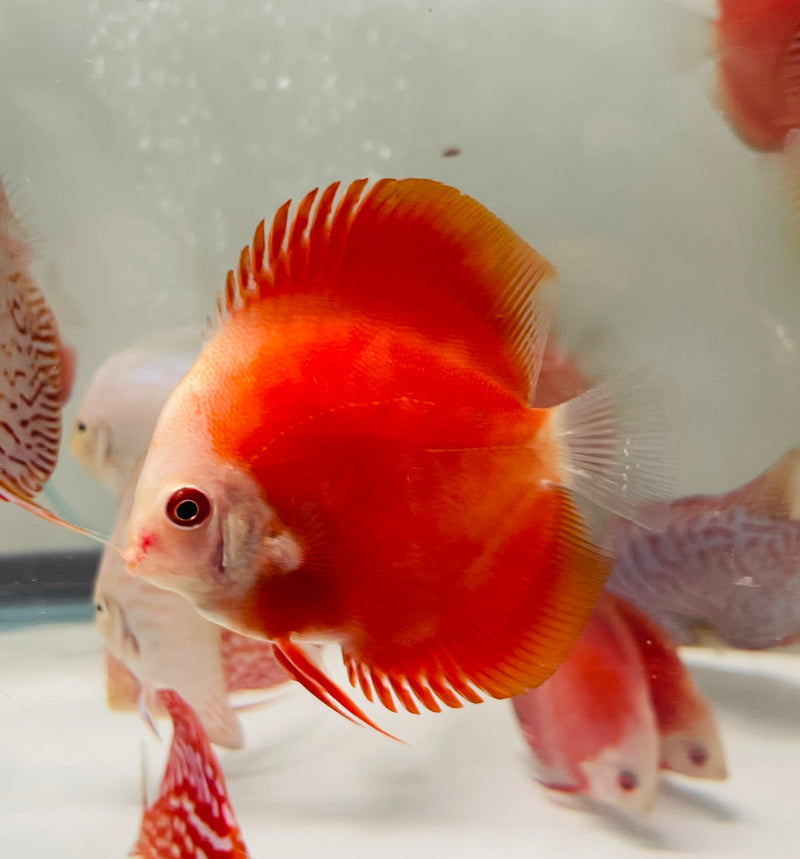 Fire Ruby Discus