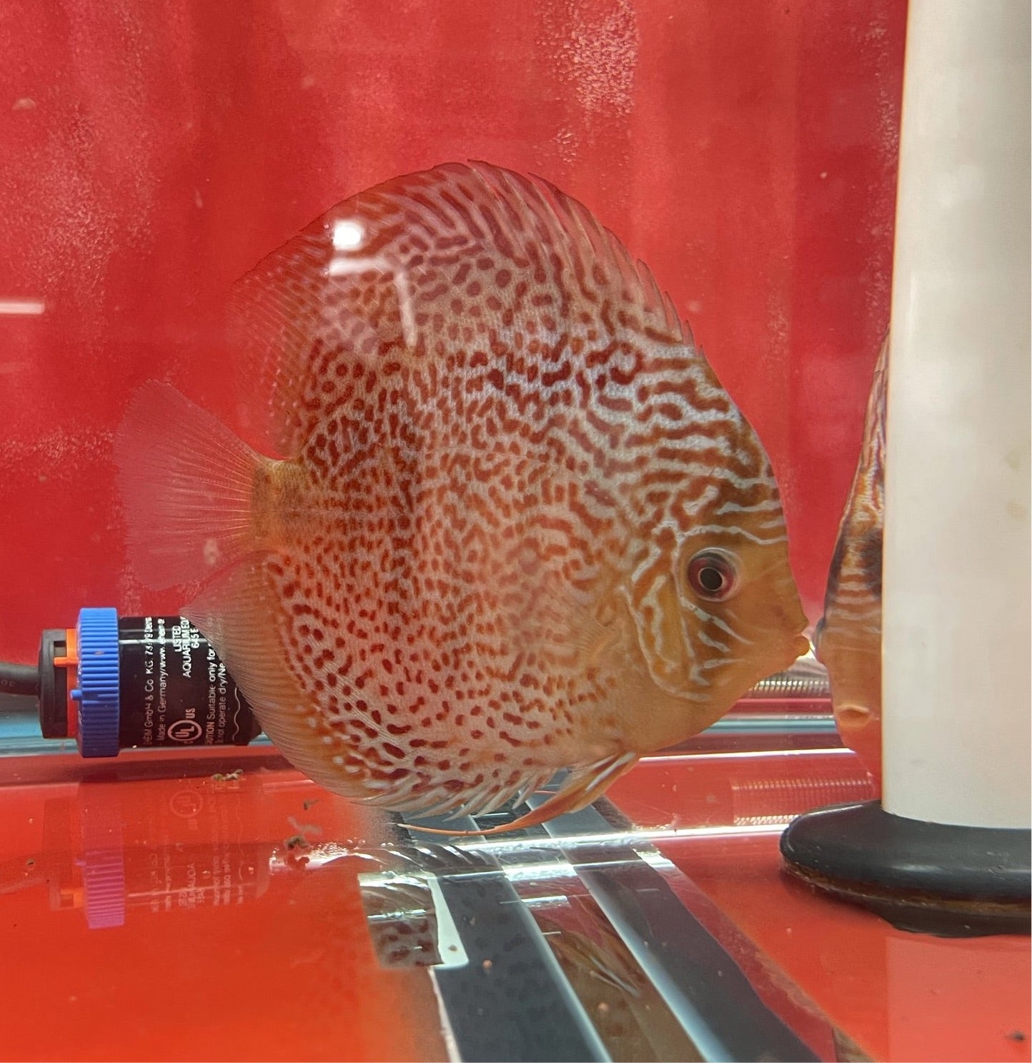 Red Spot Green Discus – Myrtle Beach Discus