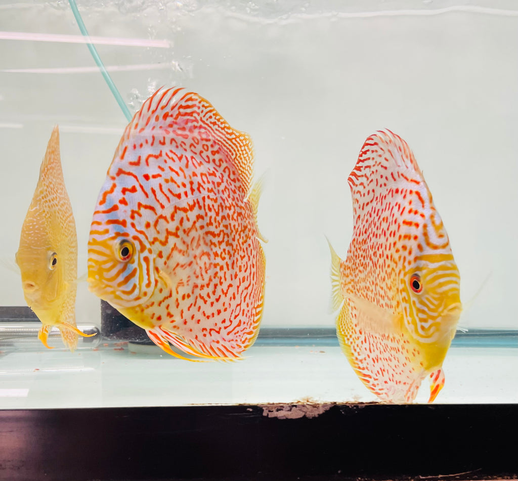 Ring Leopard Discus