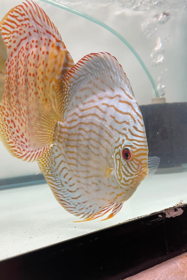 Brilliant Turquoise Discus