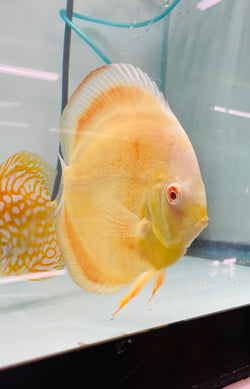 Albino Millennium Gold Discus