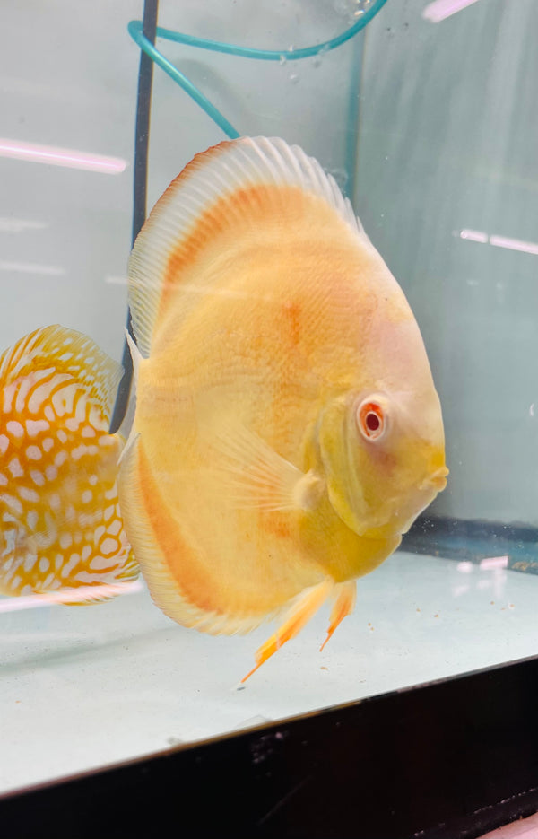 Albino Millennium Gold Discus
