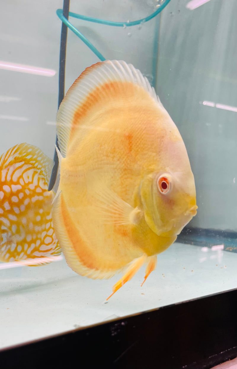 Albino Millennium Gold Discus
