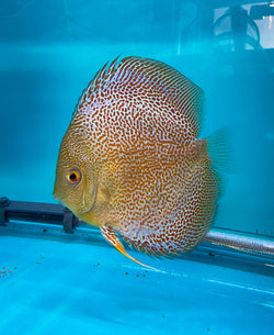 Spider Eruption Discus