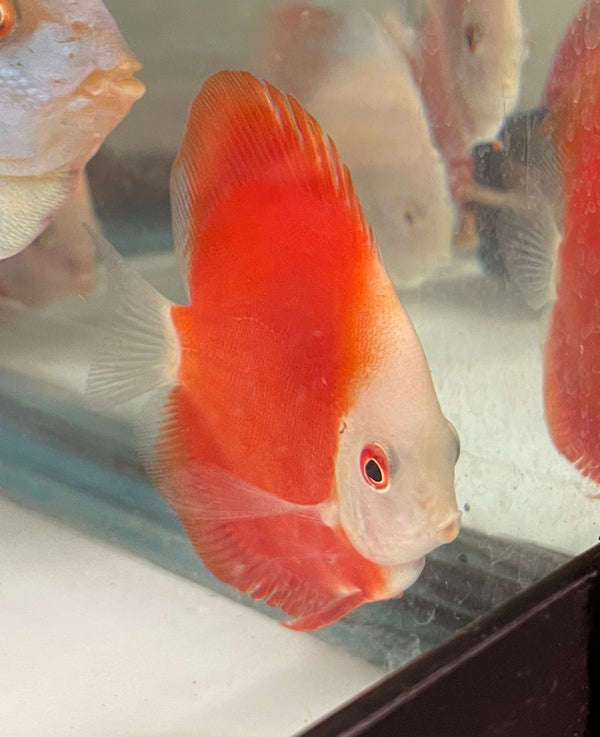 Fire Ruby Discus