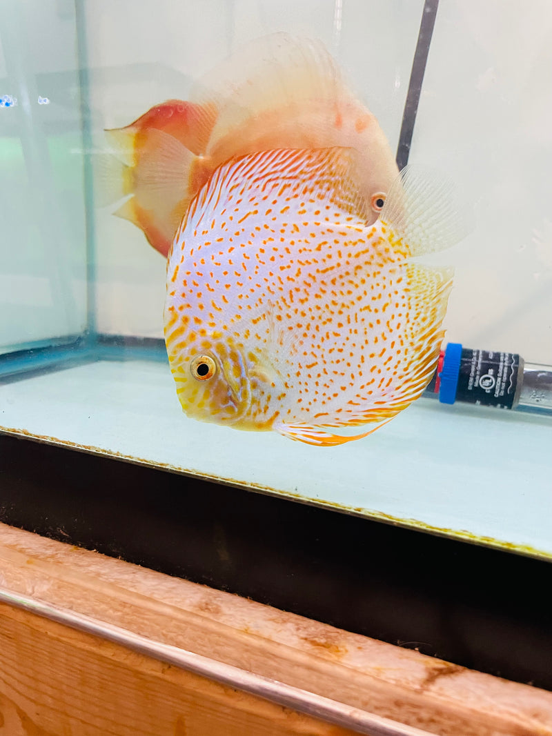 Leopard Box Fish Golden Leopard Discus Fish