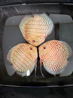 White Tiger Discus