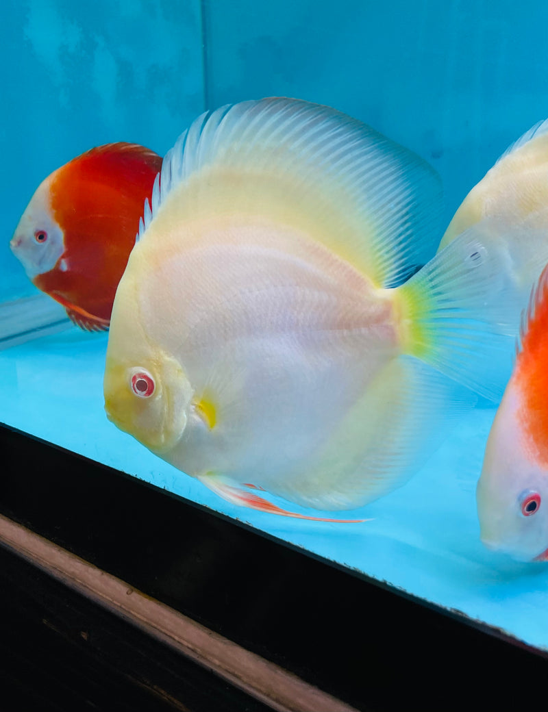 Discus fish outlet with goldfish