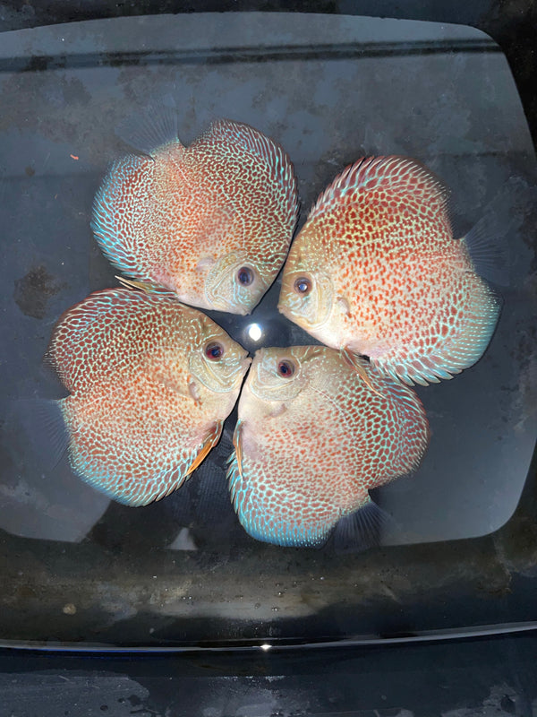 Spider Eruption Discus
