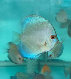 Ocean Green Discus