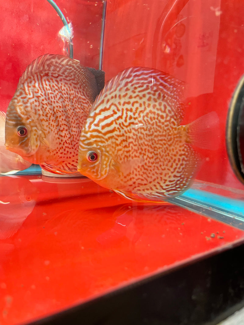 Red Spot Green Discus