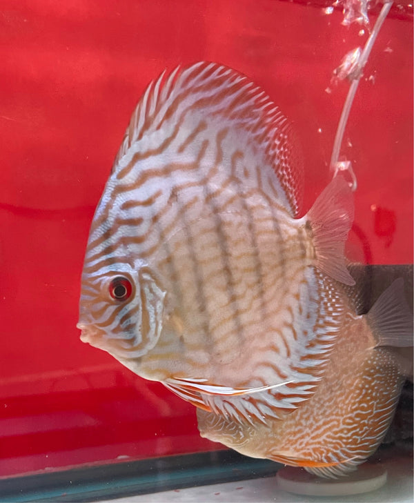 Penang Blue Knight Discus