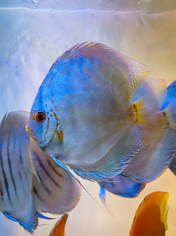 Solid Turquoise Discus