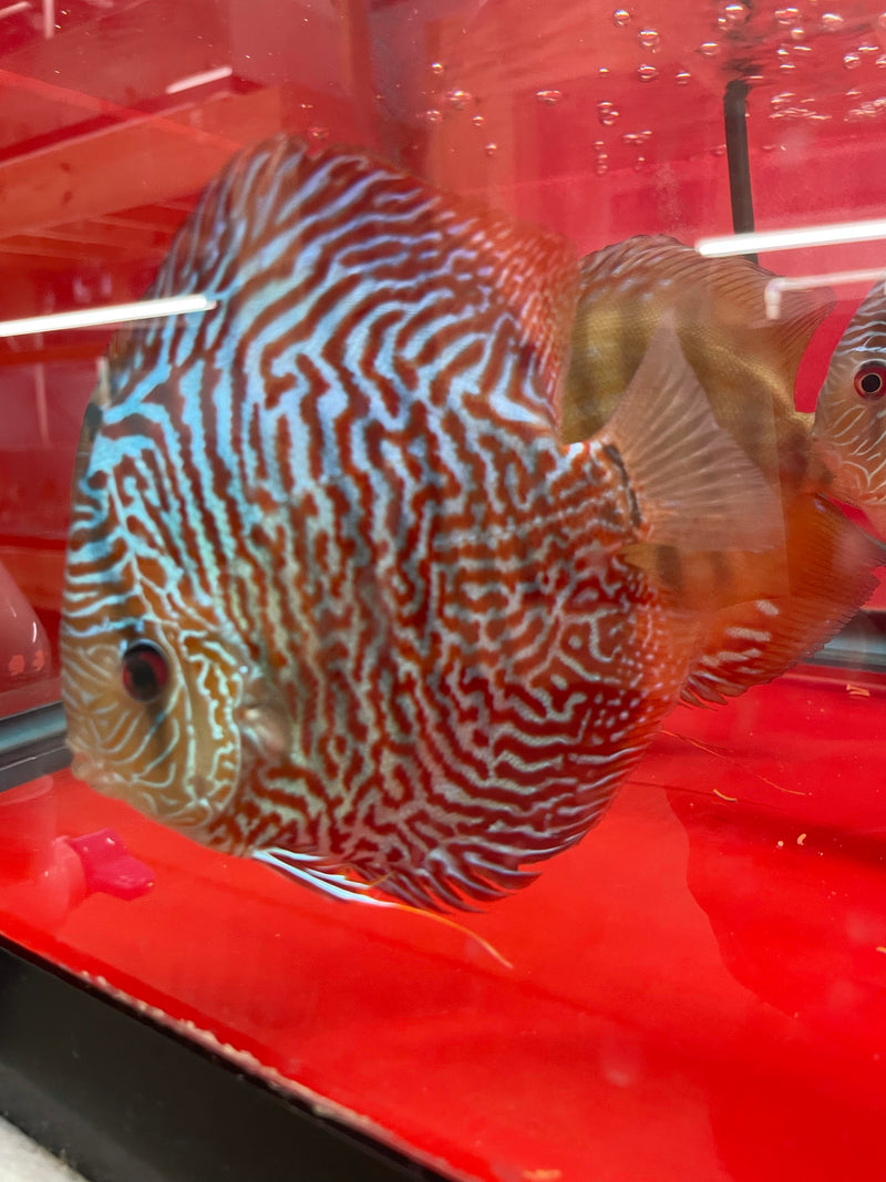 Super Bamboo Cobra Discus