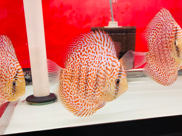 Panthera Leopard Discus-Dickson Lim
