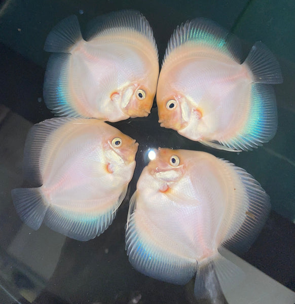 Products Page 5 Myrtle Beach Discus