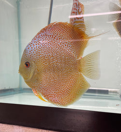 Blue Leopard Snakeskin Discus