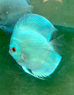 Ninja Sapphire Discus