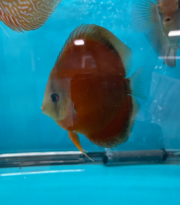 Red Cover Discus