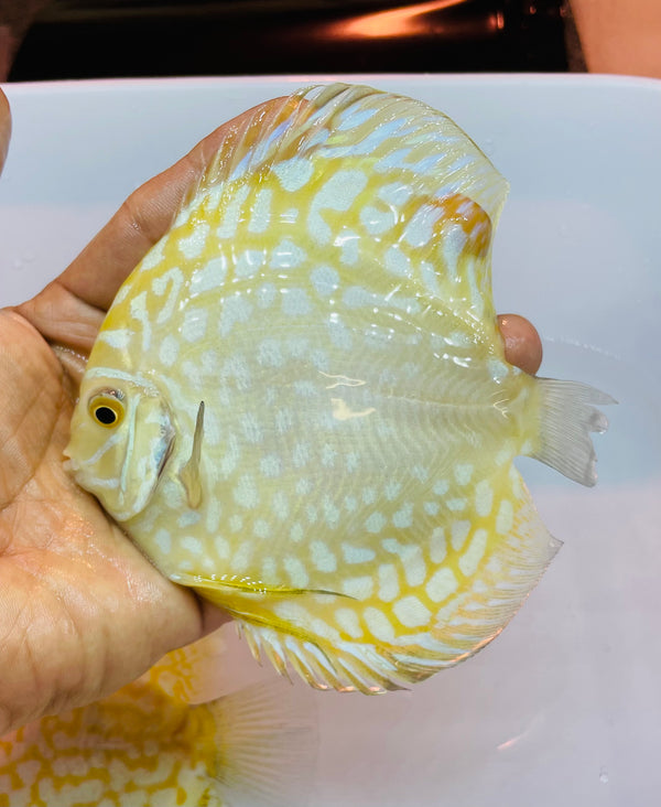 Golden Panda Discus