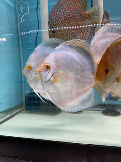 Mercury Discus