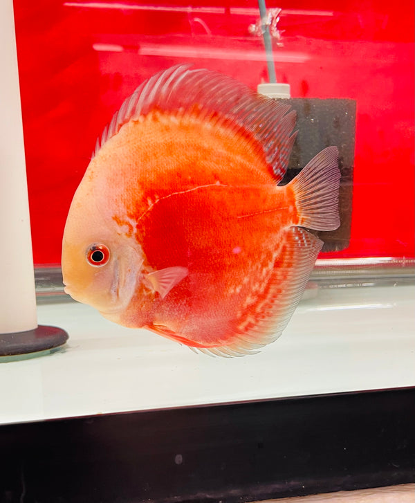 Coral Red Discus