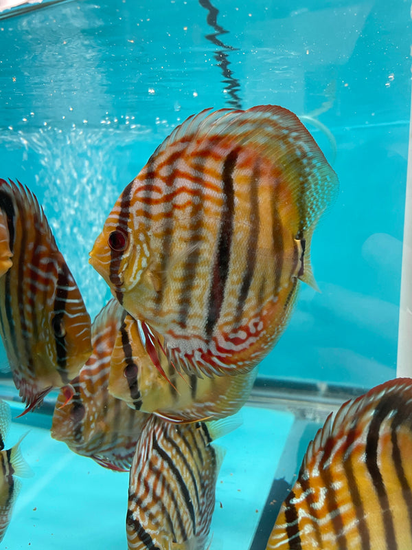 Red Turquoise Heckel Cross Discus