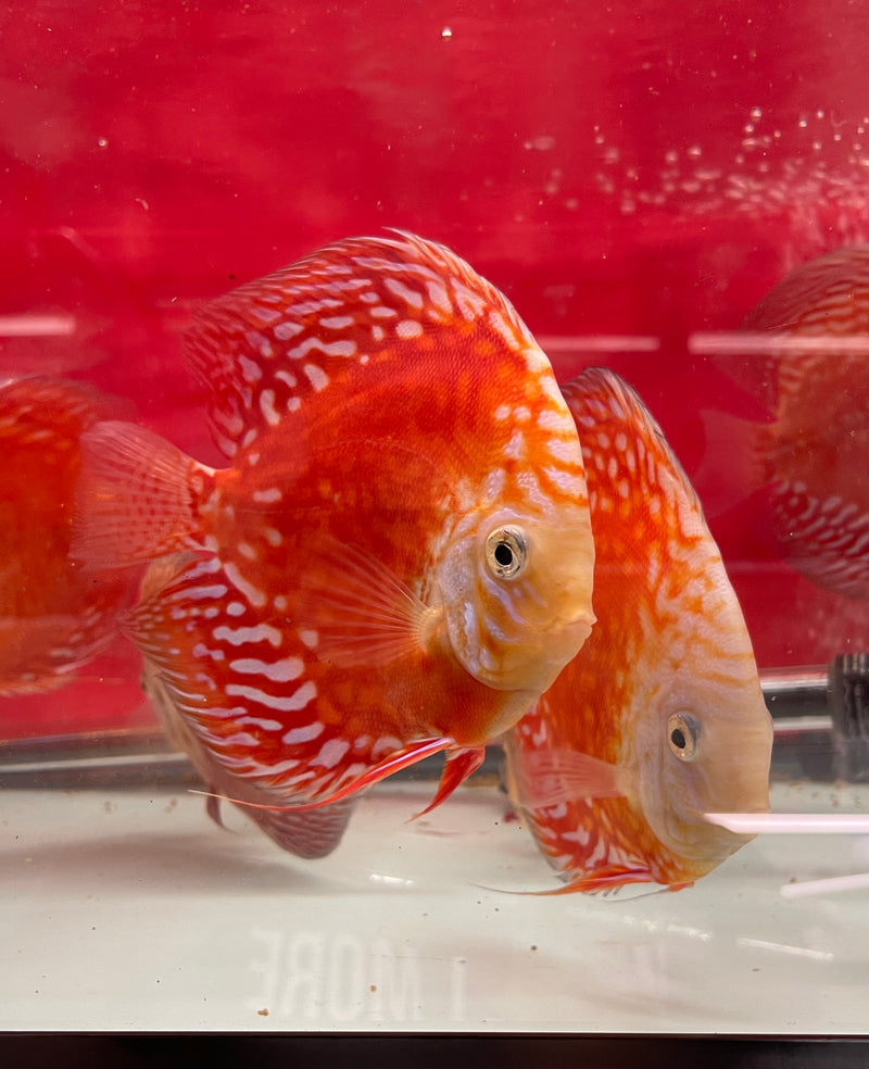 MoonStone Discus