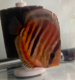 Red Ica Heckel Discus