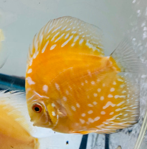 Golden Rafflesia Discus