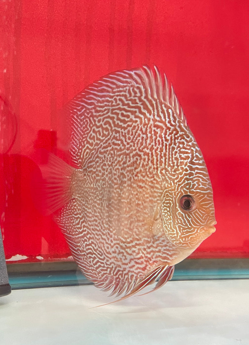 Snakeskin Discus