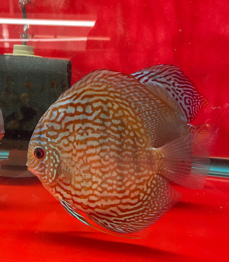 red turquoise discus babies
