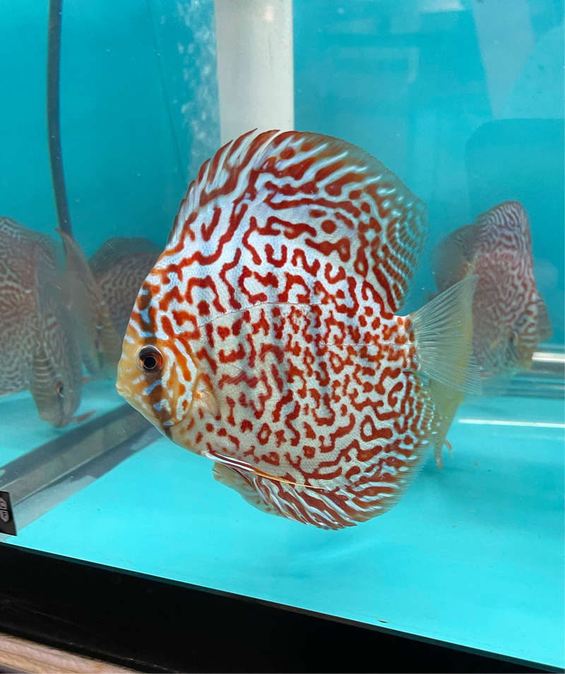 Maze Leopard Discus w/ Ring Gene