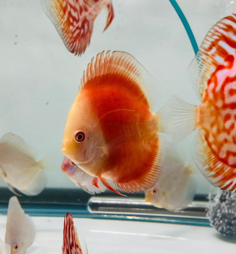 Red Golden Diamond Discus
