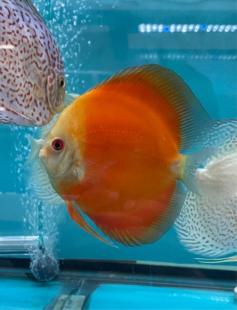 Red Golden Diamond Discus